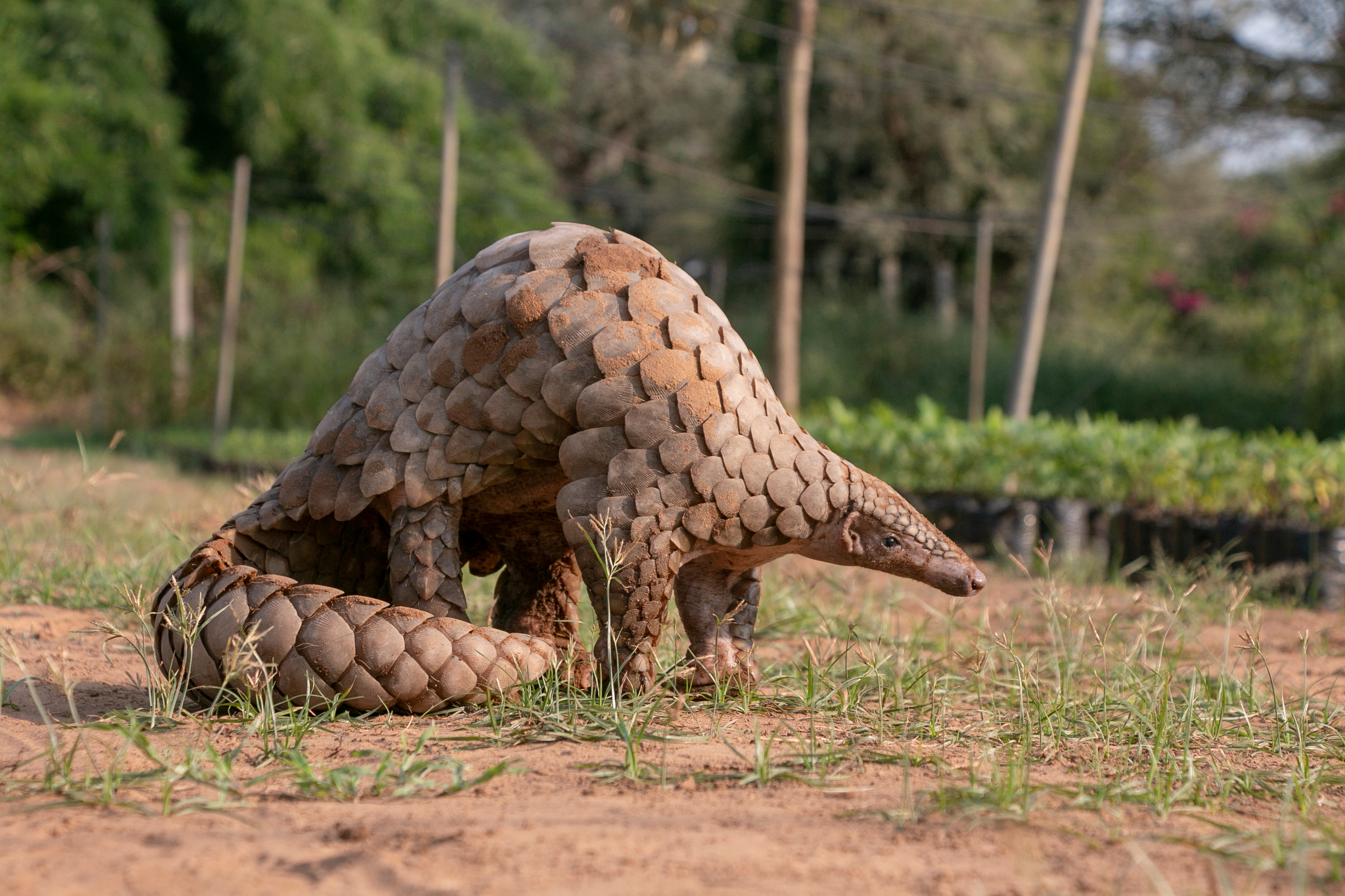 An Indian pangolin (Manis crassicaudata) An Indian pangolin (Manis crassicaudata)
