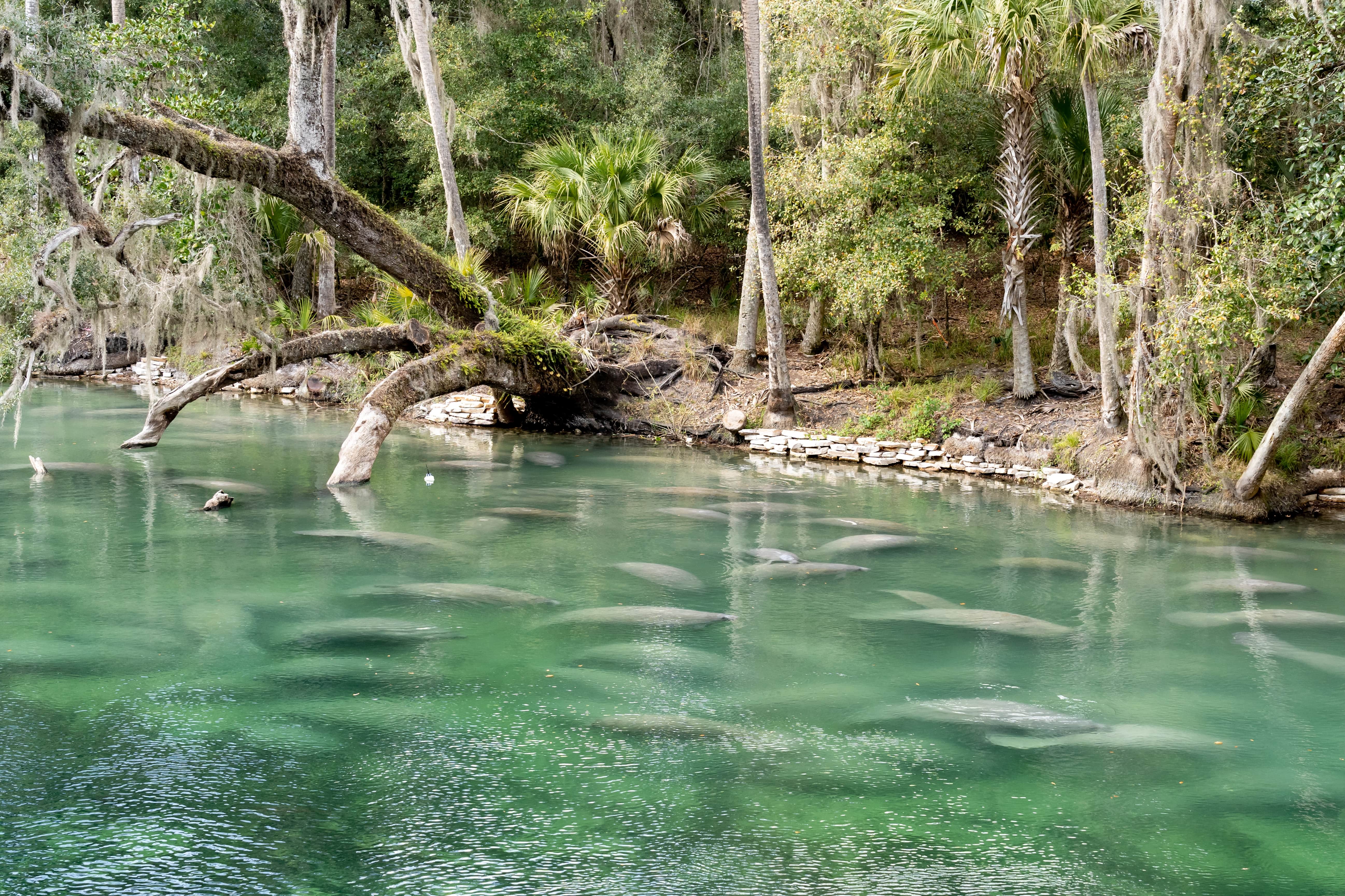 Large grey manatees lie just under the surface of the water in Blue Spring State Park.