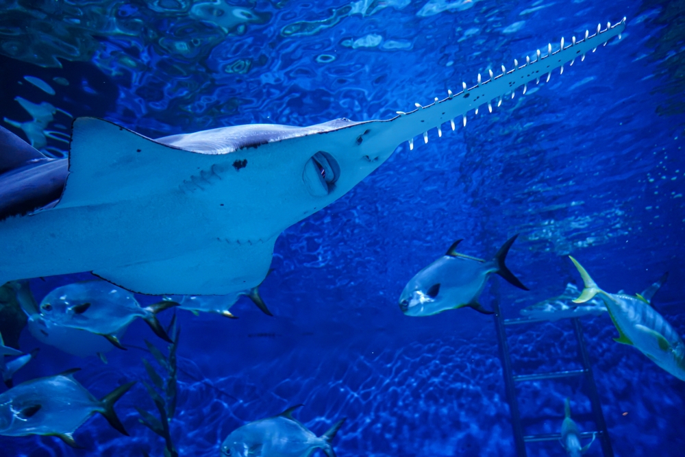 Largetooth sawfish Largetooth sawfish
