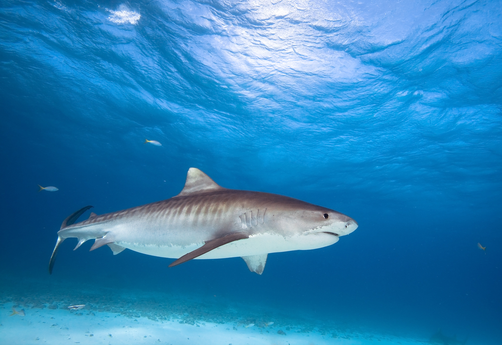 Tiger Shark Tiger Shark