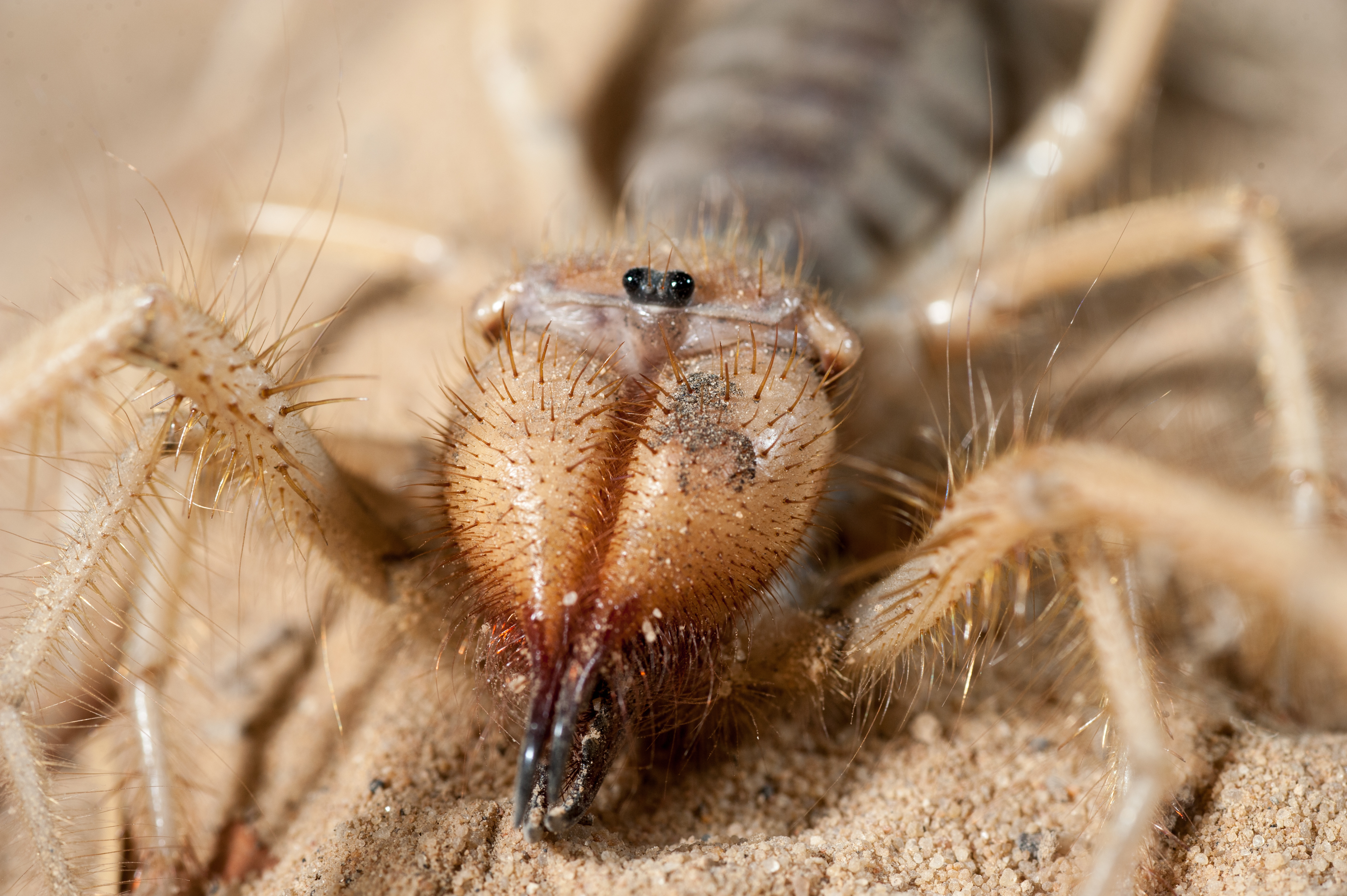 A close up photograph of a sun spider with huge modified mouthparts and two tiny black eyes. A close up photograph of a sun spider with huge modified mouthparts and two tiny black eyes.