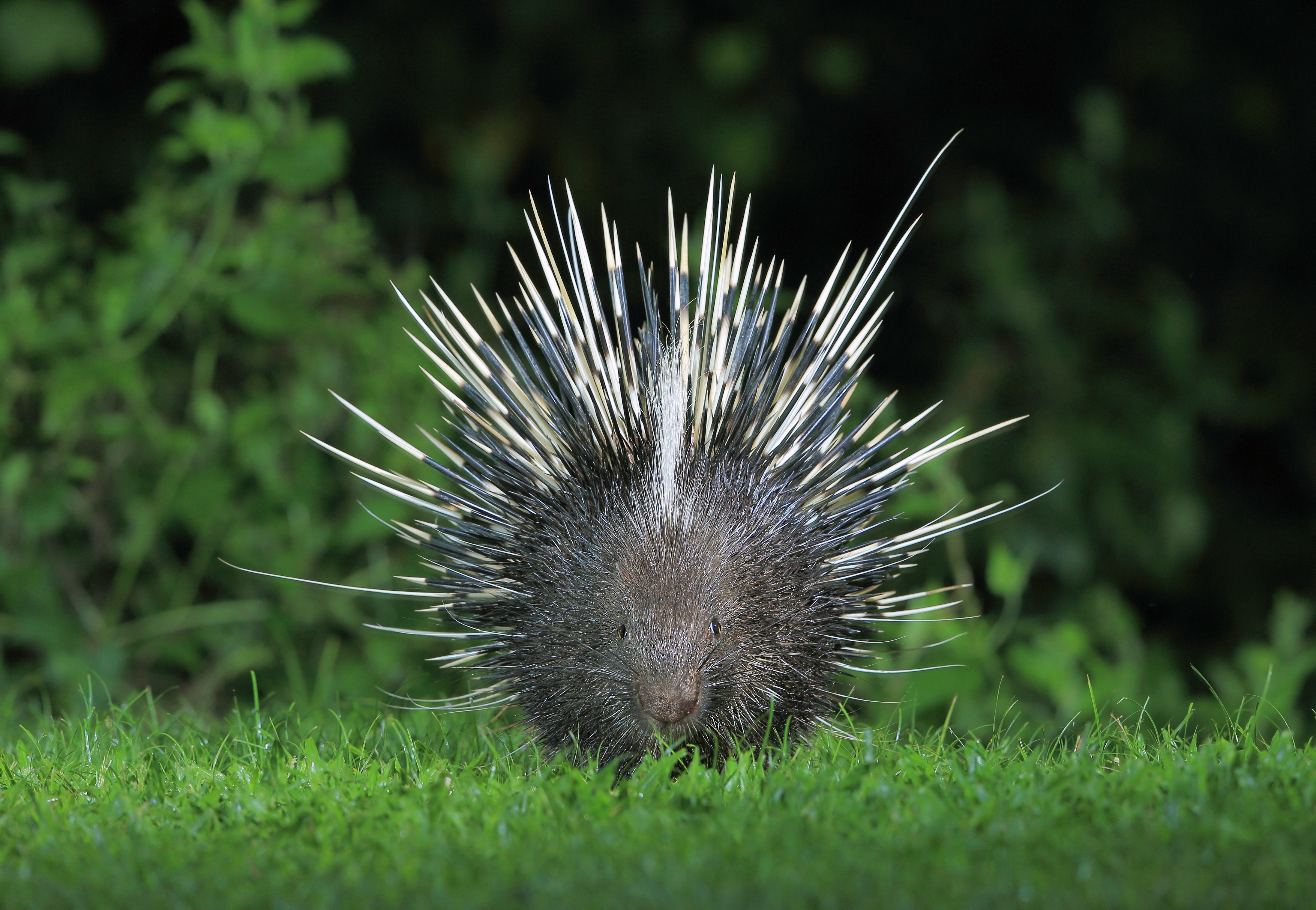 facing the camera, a Malayan porcupine stands in a grassy area, with its sharp quills raised facing the camera, a Malayan porcupine stands in a grassy area, with its sharp quills raised