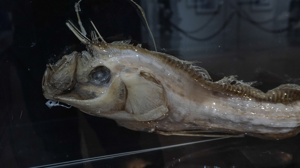 Oar Fish Skeleton Oar Fish Skeleton