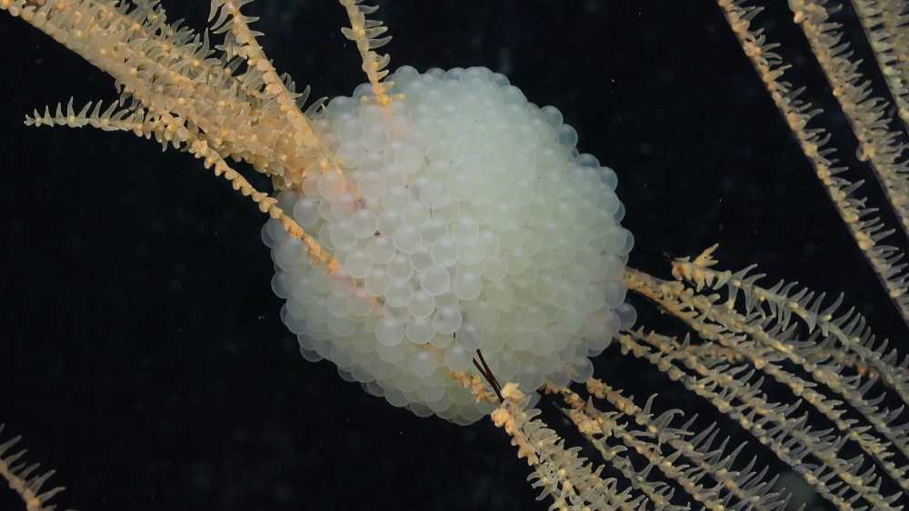 While exploring underwater mountains and the South Sandwich Trench — one of the coldest and most isolated submarine trenches on the planet — researchers found these snailfish eggs had been laid on a black coral, a previously unknown behavior.