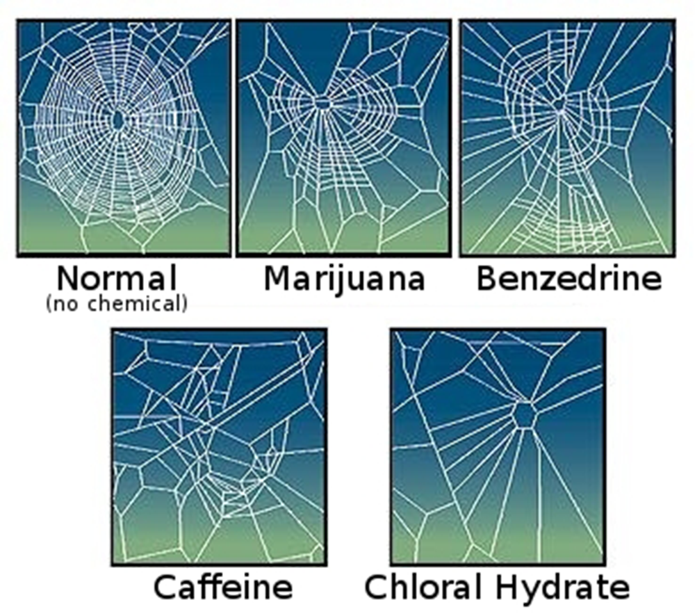 Webs made by spiders whilst on cannabis, amphetamine, caffeine, and chloral hydrate. Webs made by spiders whilst on cannabis, amphetamine, caffeine, and chloral hydrate.