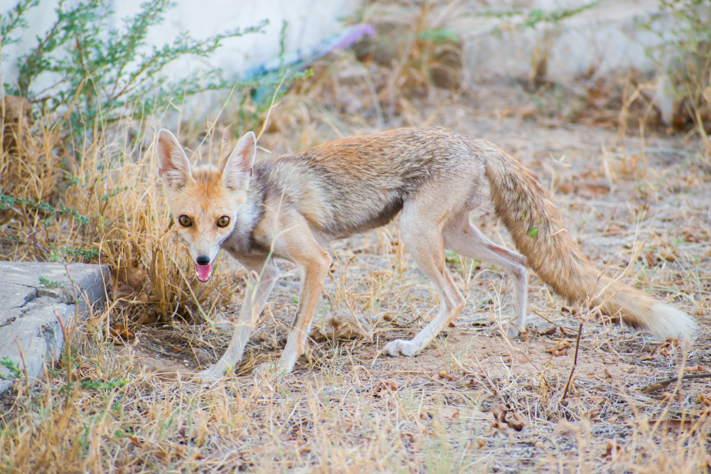 white-footed fox in the thar desert white-footed fox in the thar desert