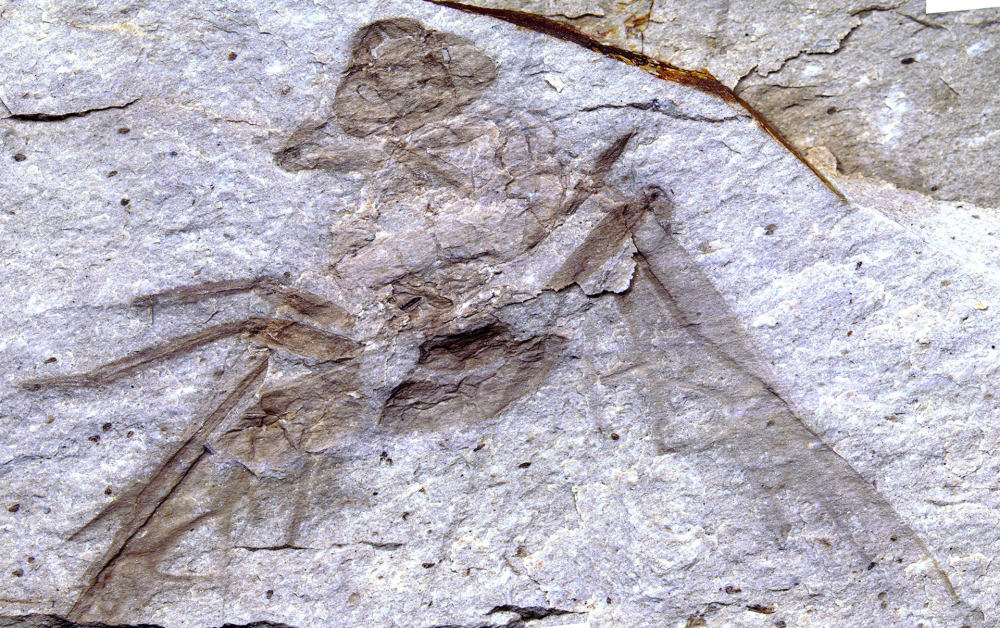 The giant (and slightly squashed) fossil queen ant Titanomyrma discovered in the Allenby Formation near Princeton, British Columbia, the first of its kind in Canada The giant (and slightly squashed) fossil queen ant Titanomyrma discovered in the Allenby Formation near Princeton, British Columbia, the first of its kind in Canada