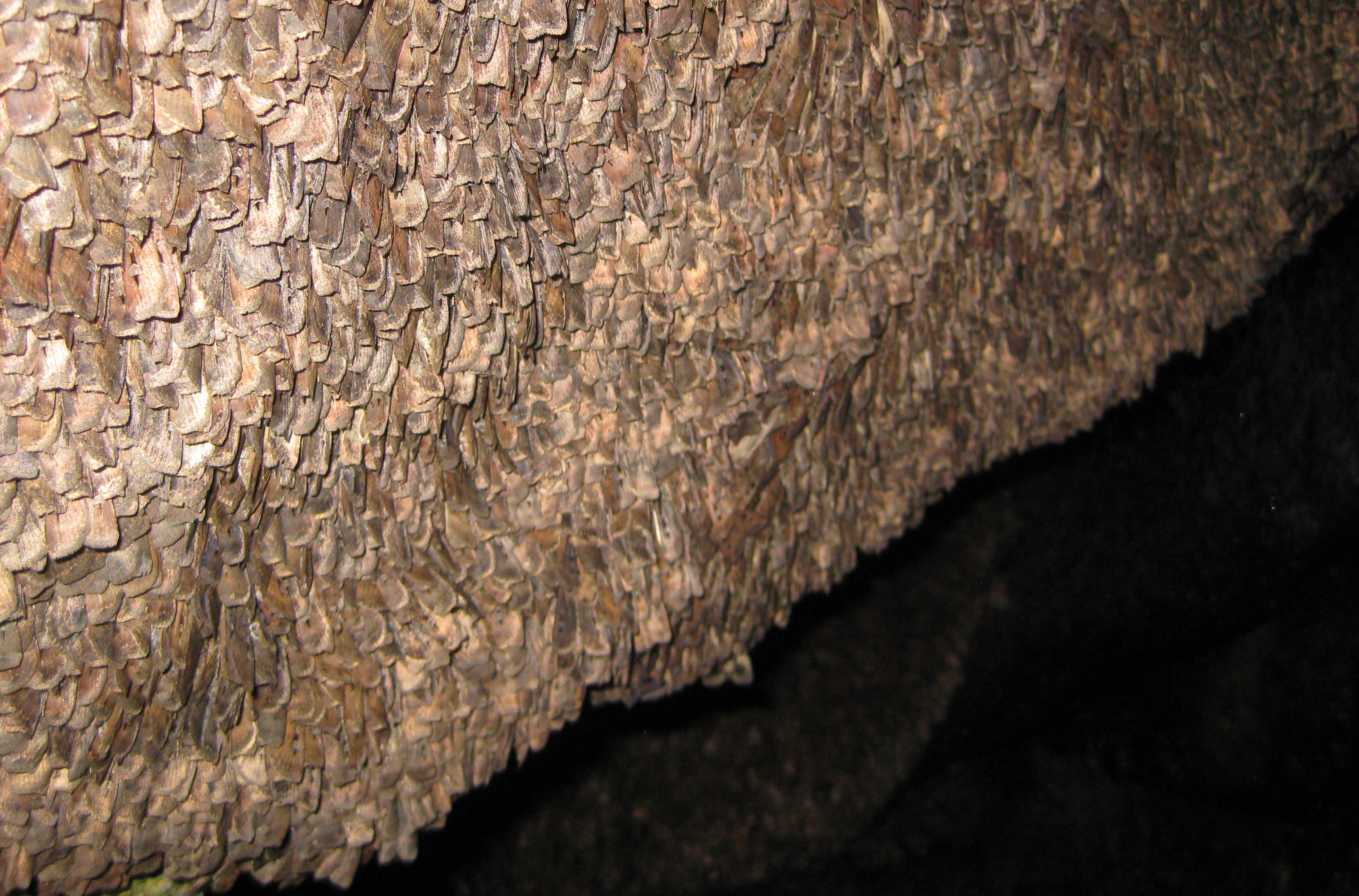 When Bogong numbers are healthy, room is at a premium in the caves high enough to allow the moths to survive the summer. When Bogong numbers are healthy, room is at a premium in the caves high enough to allow the moths to survive the summer.