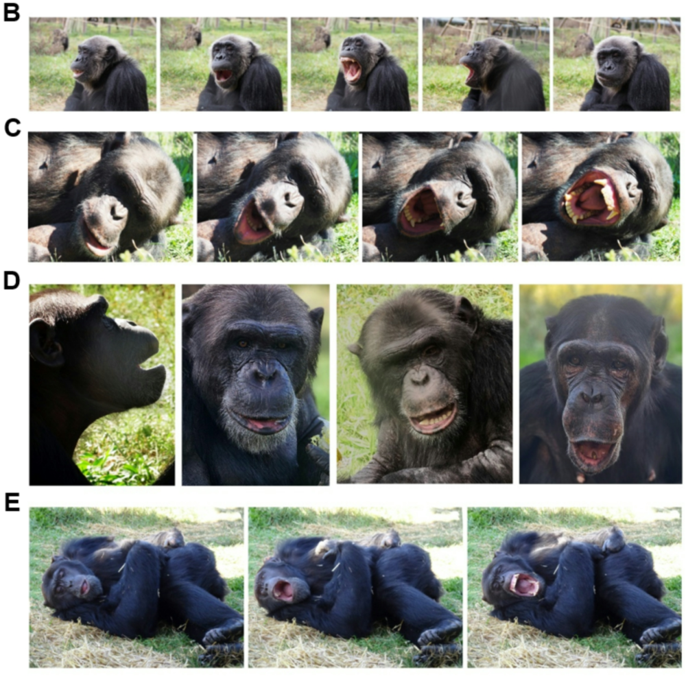 chimps yawning, laying down, and getting ready for bed chimps yawning, laying down, and getting ready for bed