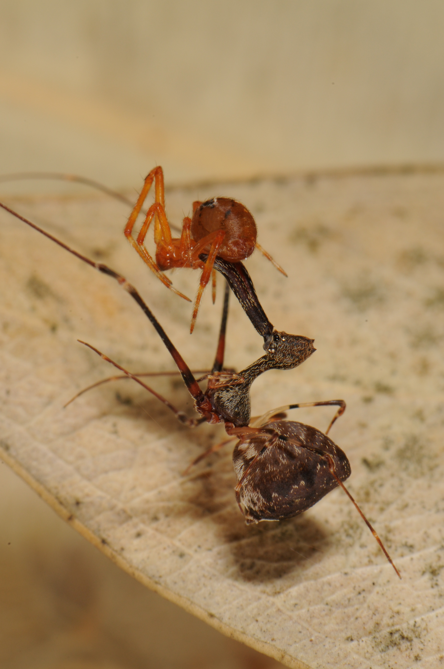 assassin or pelican spider preying on another smaller spider