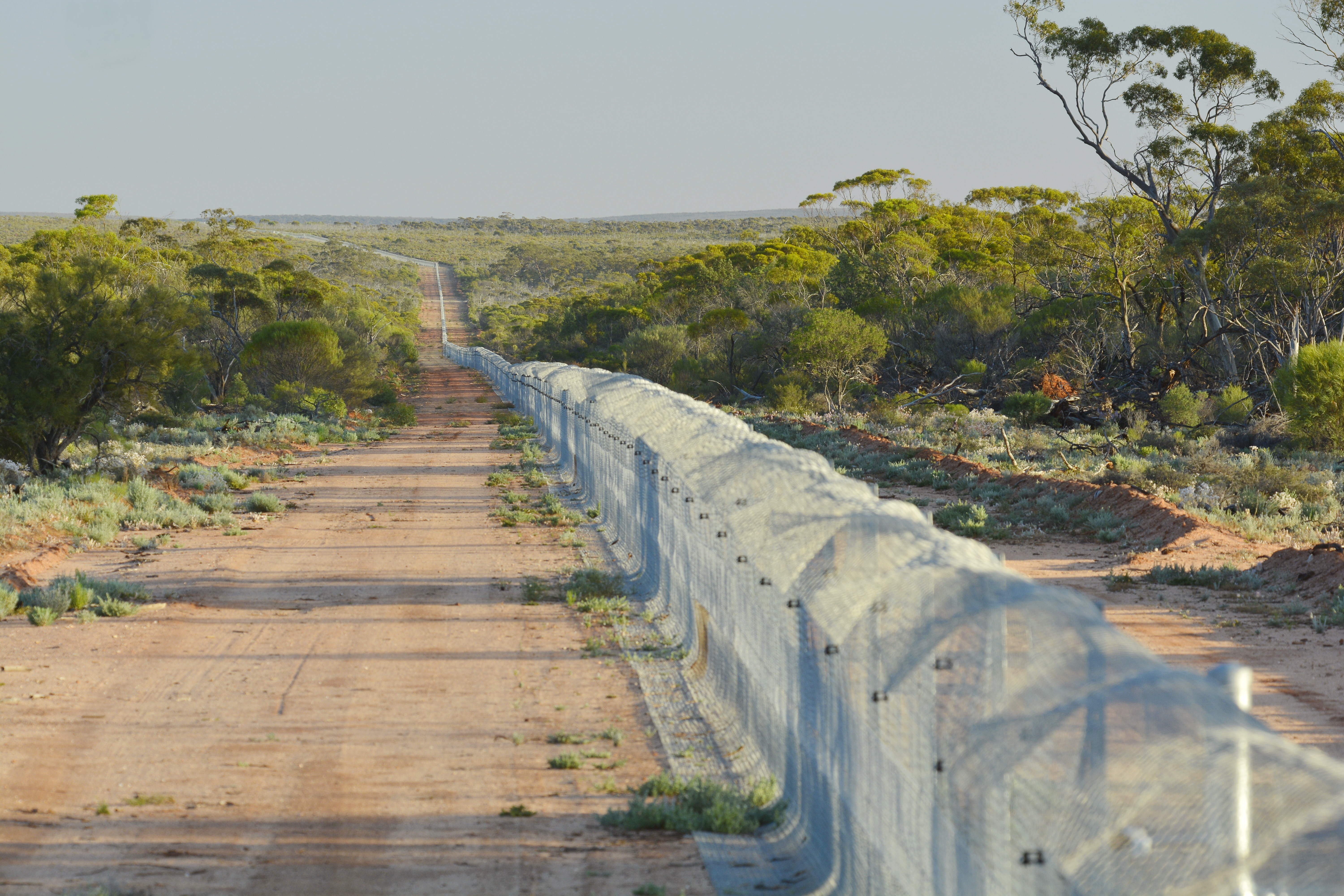 A glimpse of the fenced-off area at Mt Gibson Wildlife Sanctuary, in Westeran Australia