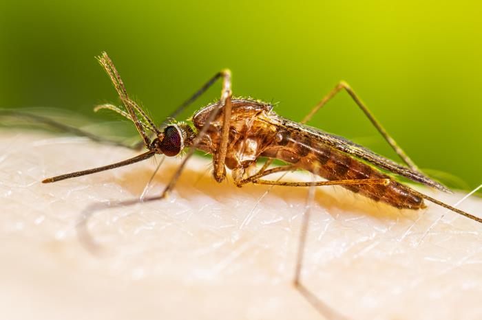 A female Anopheles quadrimaculatus mosquito resting on a person’s skin after sucking blood. A female Anopheles quadrimaculatus mosquito resting on a person’s skin after sucking blood.
