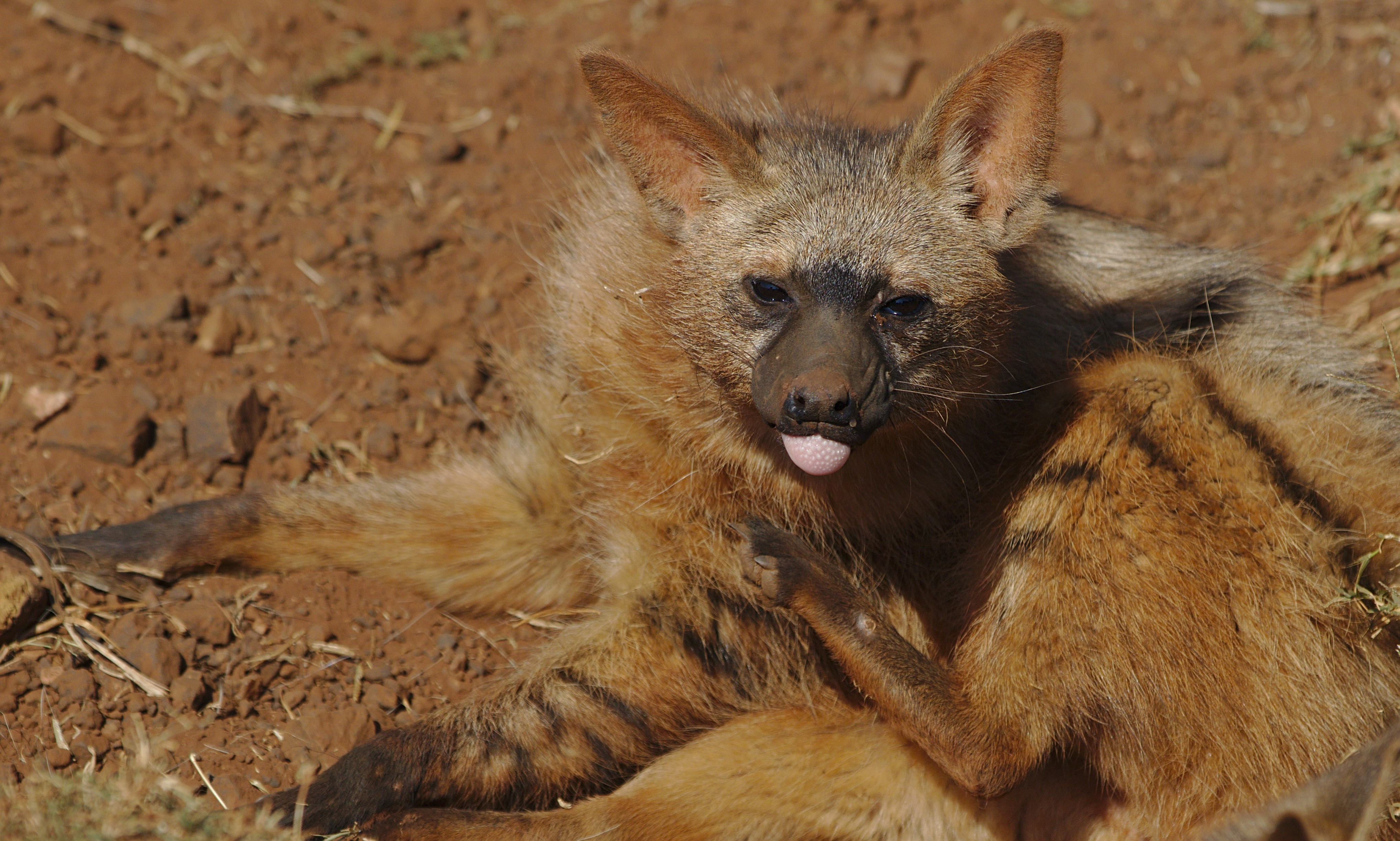 an aardwolf laying on the ground with its tongue sticking out slightly