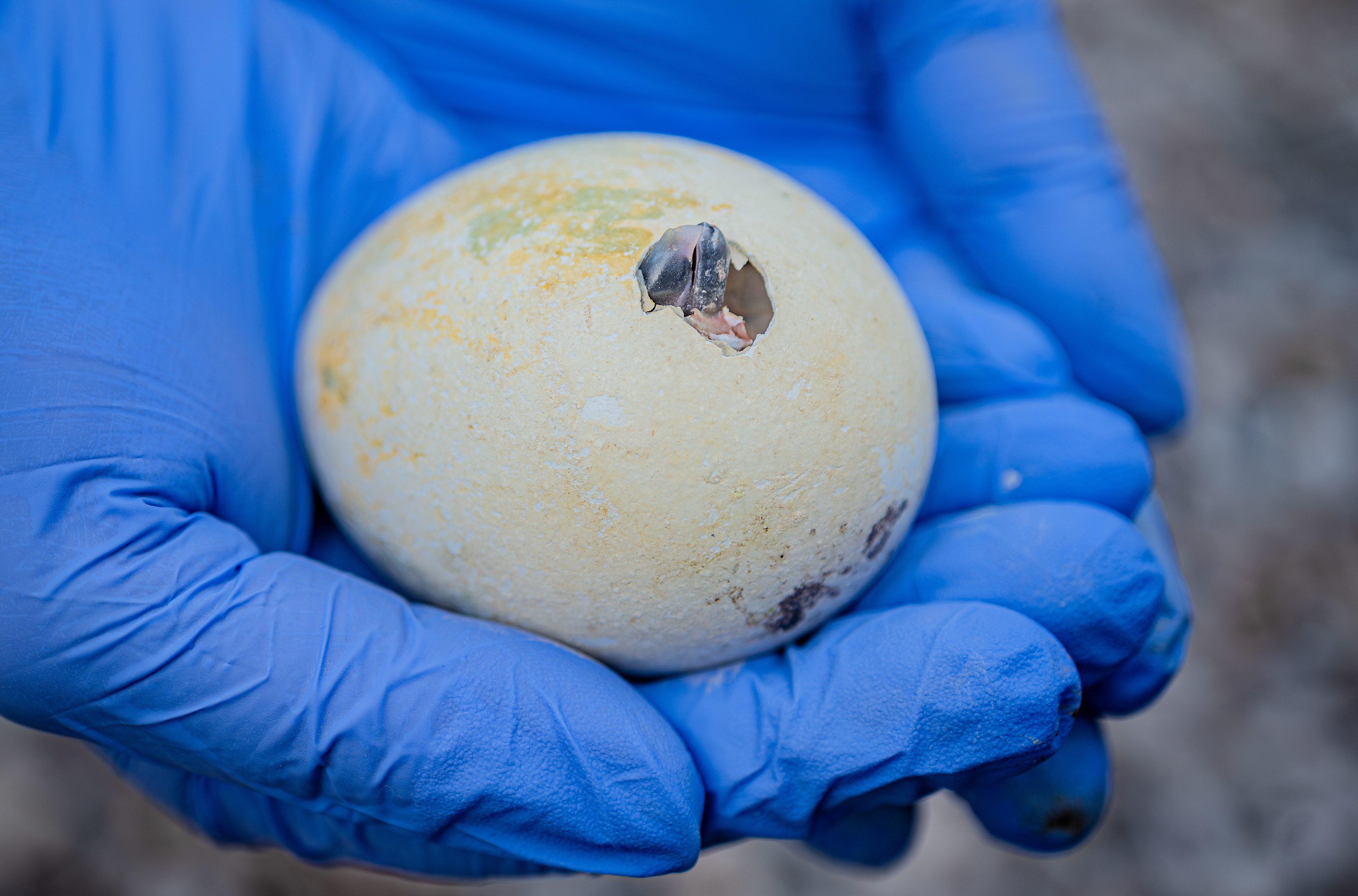 A rare Humboldt penguin chick pips out of its shell A rare Humboldt penguin chick pips out of its shell