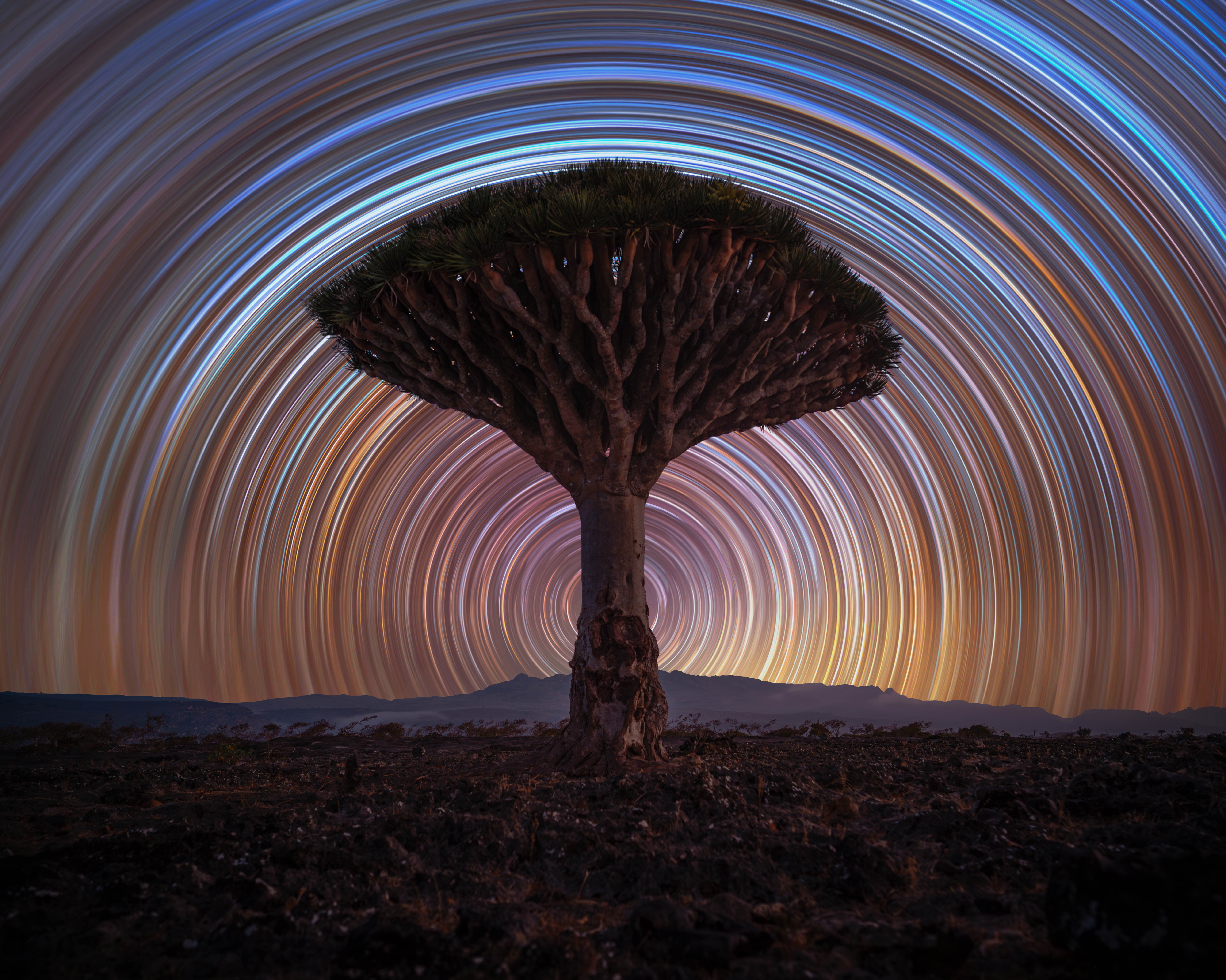 A solitary dragon tree stands tall in the heart of Socotra’s Dragon Blood Tree forest – an otherworldly landscape unlike anywhere else on Earth. The final image is composed of 300 individual exposures. A solitary dragon tree stands tall in the heart of Socotra’s Dragon Blood Tree forest – an otherworldly landscape unlike anywhere else on Earth. The final image is composed of 300 individual exposures.