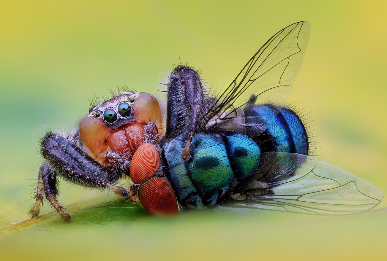 A colorful jumping sider eating a fly. A colorful jumping sider eating a fly.