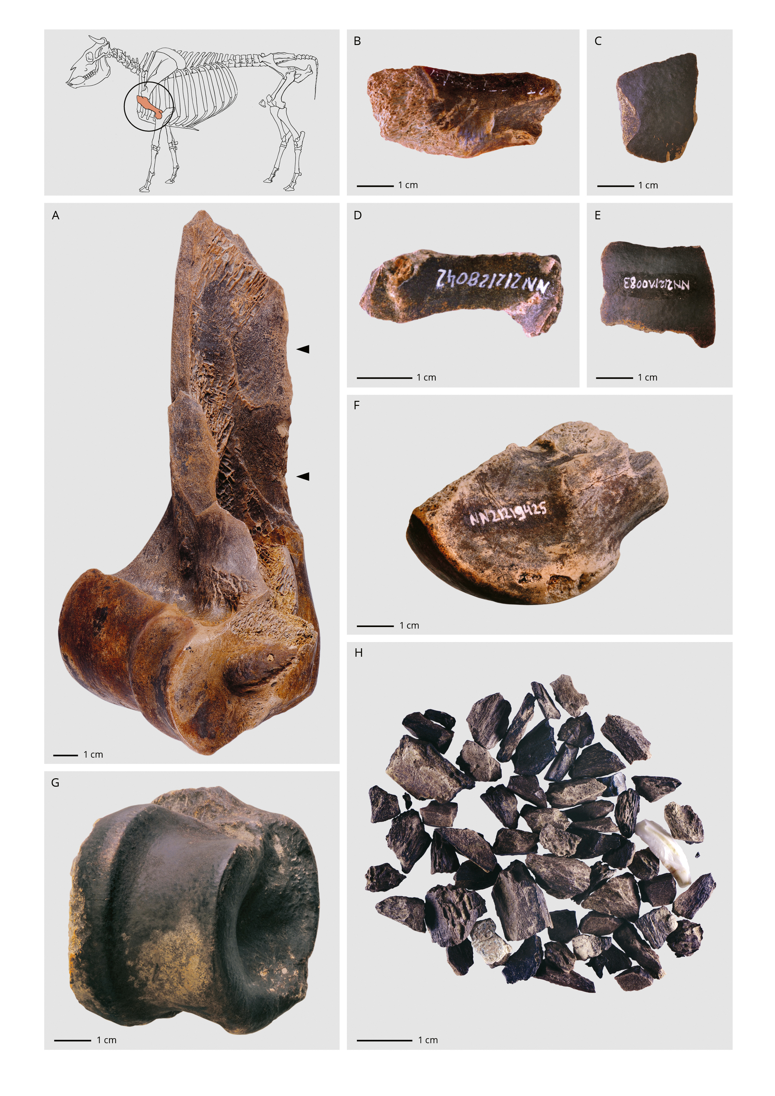 Bone fragments from the Neumark-Nord site