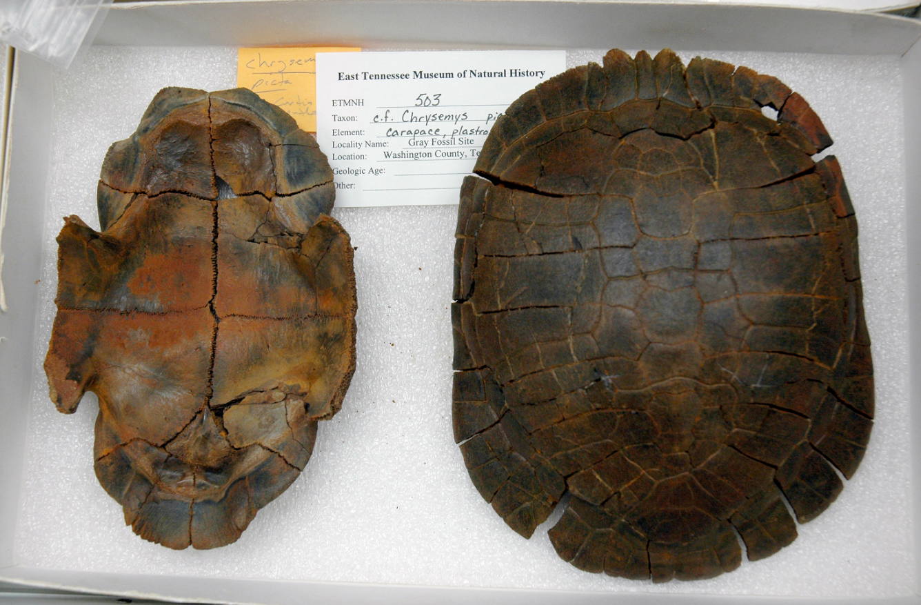 Fossilized shell of a painted turtle (Chrysemys) found at Grays Fossil Site.