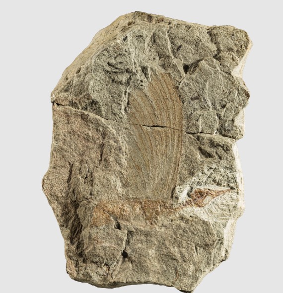 Mirasaura fossil
