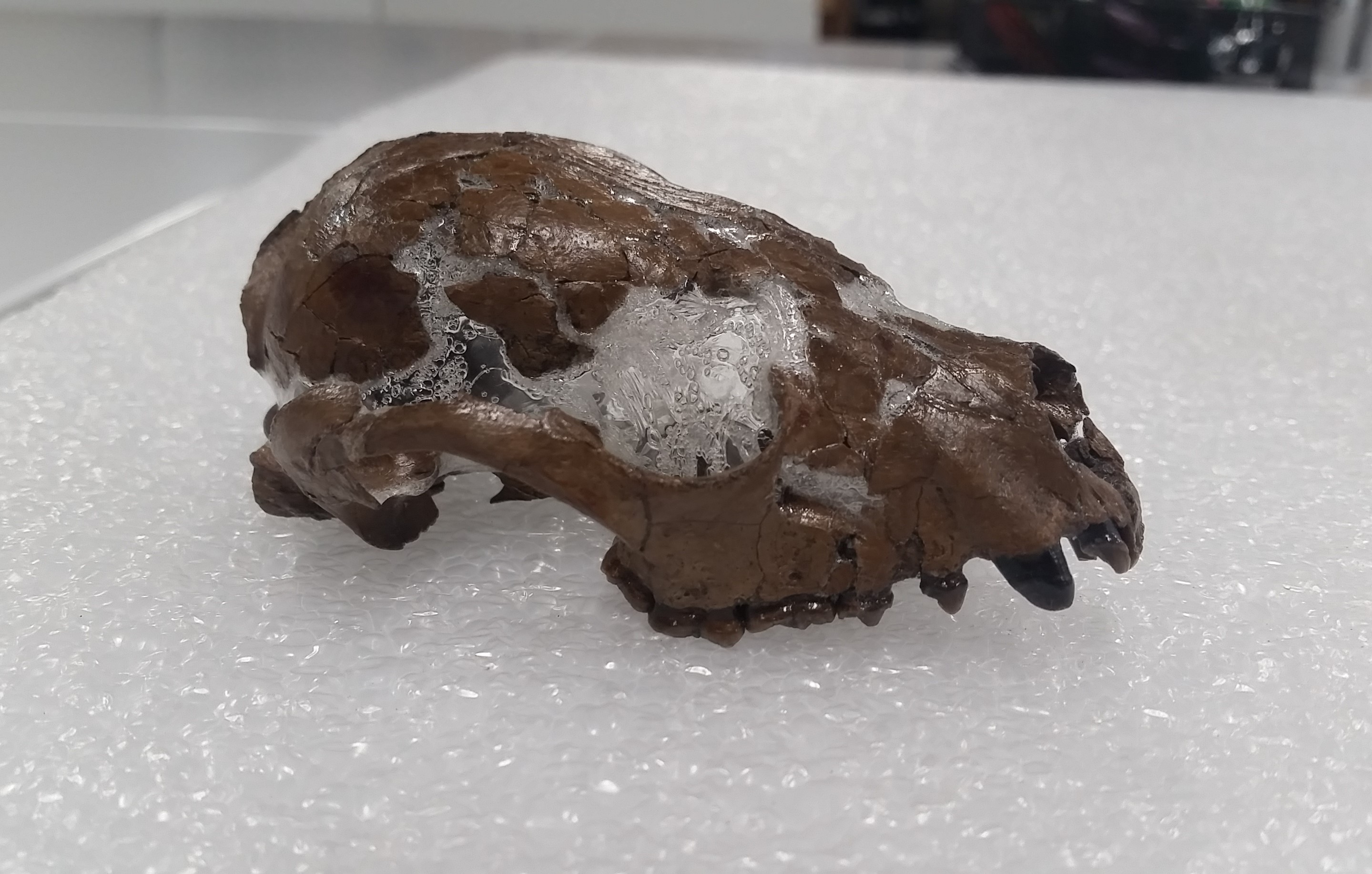 Fossilized skulls of the red panda (Pristinailurus bristoli) found at the Gray Fossil Site.
