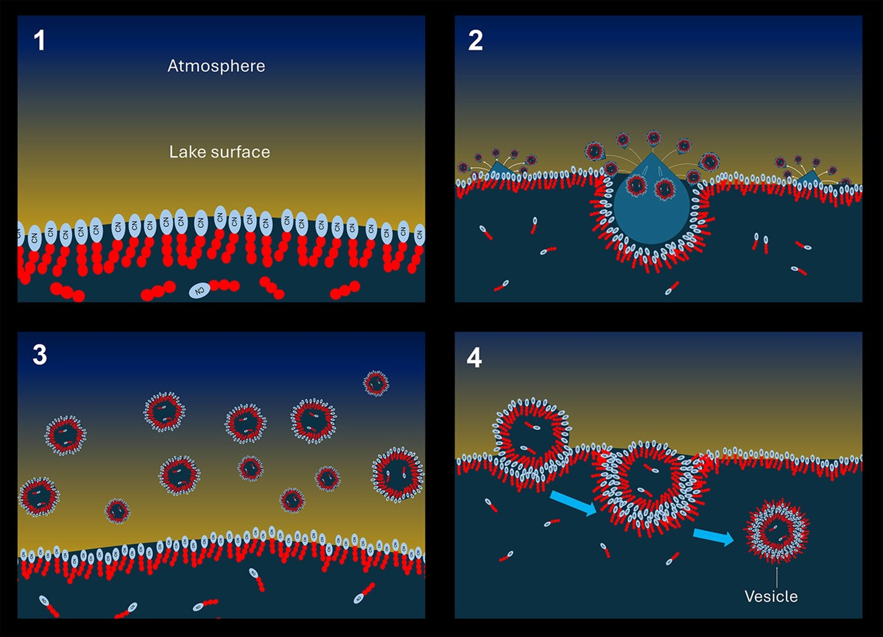 Four images showing An artist’s concept of the proposed mechanism for vesicle formation on Titan. (1) Methane lakes and seas on Titan’s surface become coated with a film of amphiphiles. (2) Methane raindrops splash the lake surface. (3) Splashes create a mist of droplets coated in the same film. (4) Droplets settle back onto the lake and sink, becoming coated in a bilayer which becomes a vesicle. Four images showing An artist’s concept of the proposed mechanism for vesicle formation on Titan. (1) Methane lakes and seas on Titan’s surface become coated with a film of amphiphiles. (2) Methane raindrops splash the lake surface. (3) Splashes create a mist of droplets coated in the same film. (4) Droplets settle back onto the lake and sink, becoming coated in a bilayer which becomes a vesicle.
