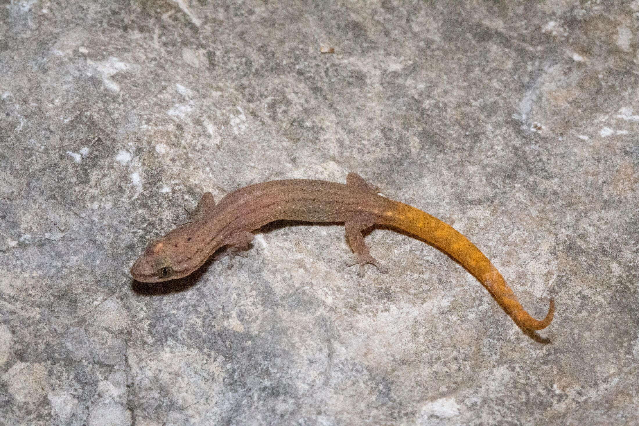 A pale pink gecko with a bright orange tail.