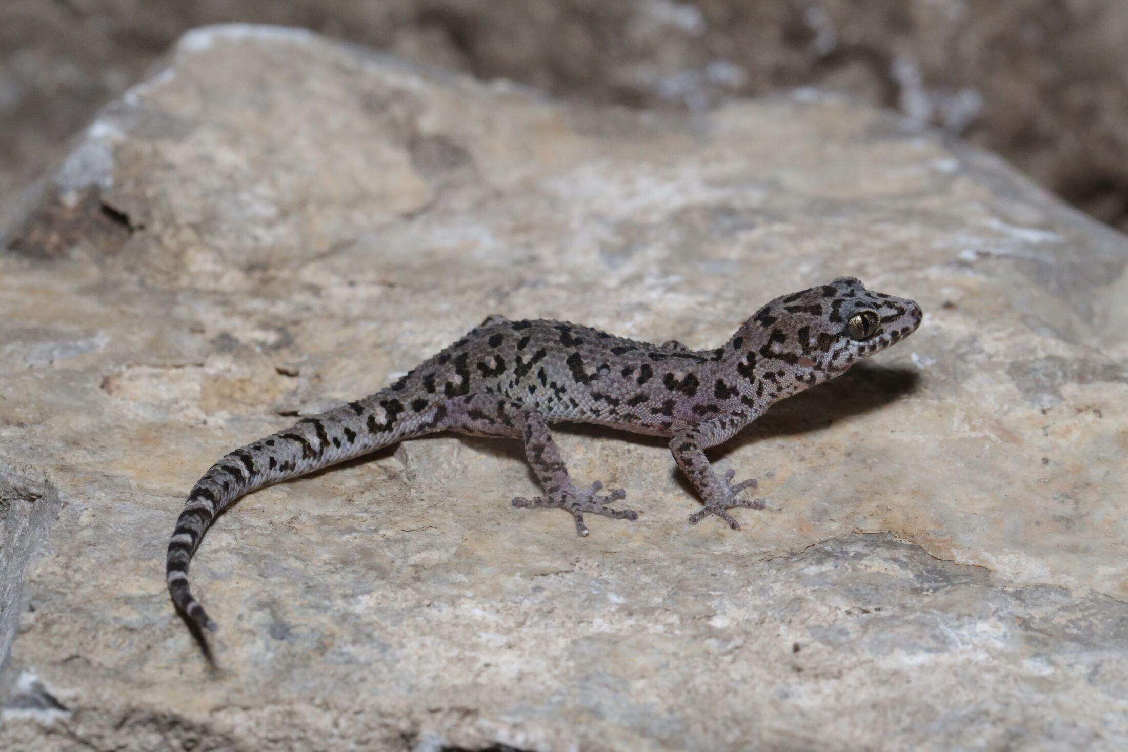 A grey gecko with golden eyes and leopard like black spots on a rock