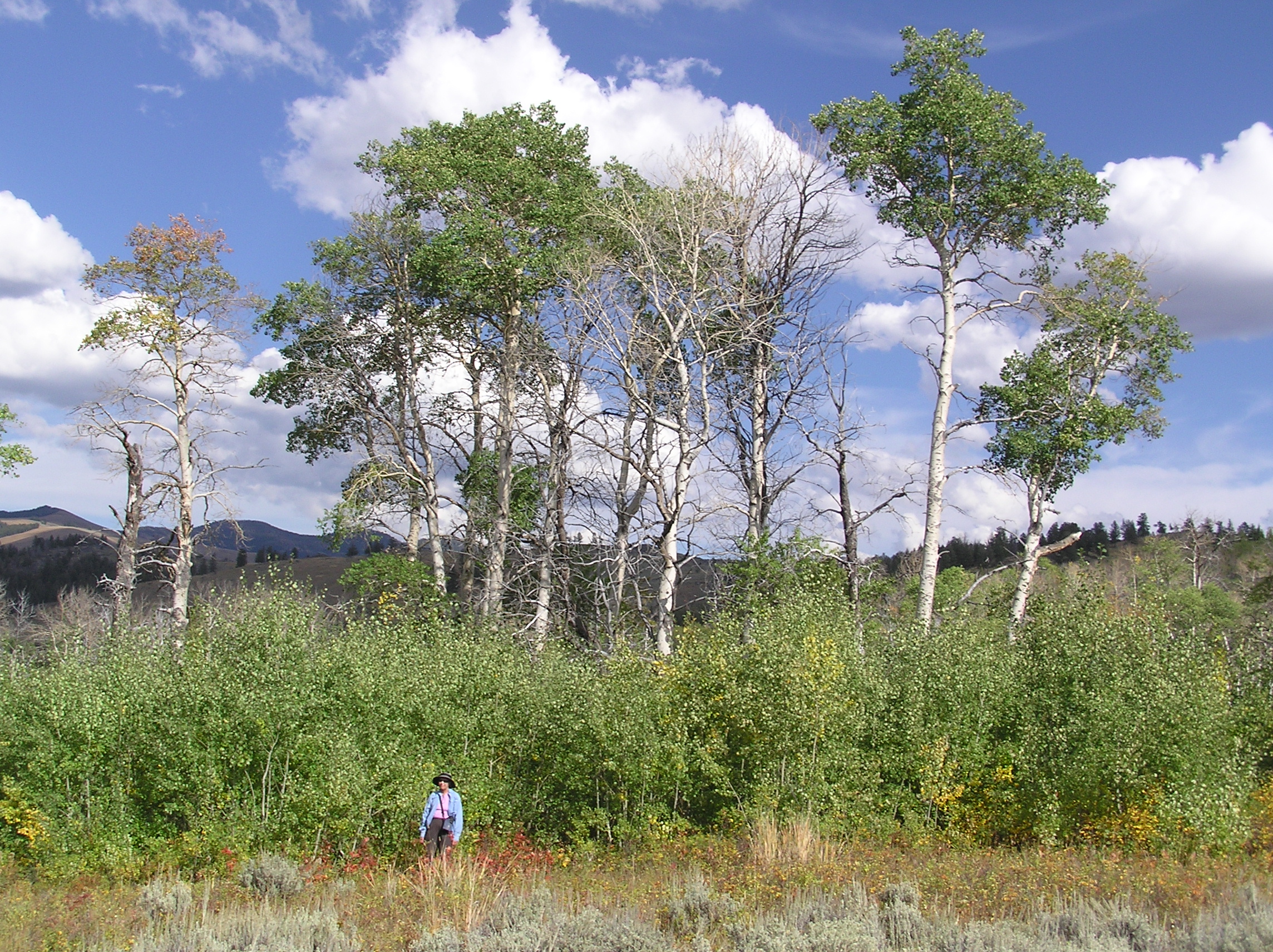 Researcher stands next to a new generation of overstory aspen trees in Yellowstone’s northern range.