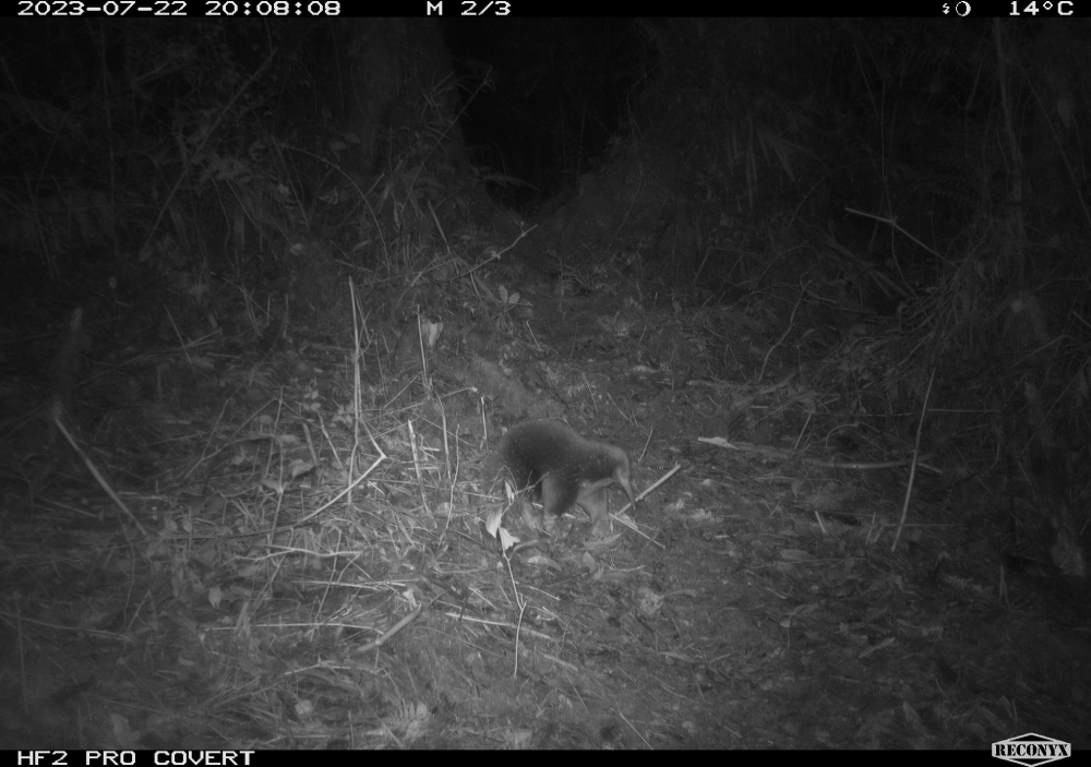 Attenborough's long-beaked echidna, photographed by a camera trap. Attenborough's long-beaked echidna, photographed by a camera trap.