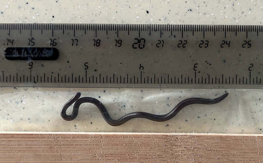 barbados threadsnake next to a ruler