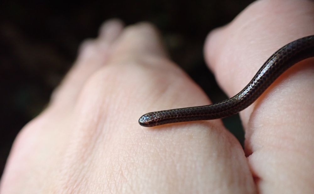 barbados threadsnake looks very small on a human hand