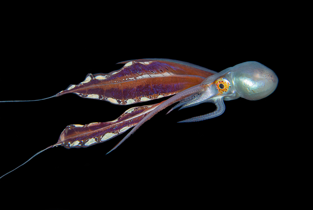 blanket octopus female with her long skirt it is very colorful blanket octopus female with her long skirt it is very colorful
