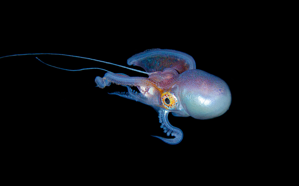 blanket octopus male, it is very small blanket octopus male, it is very small