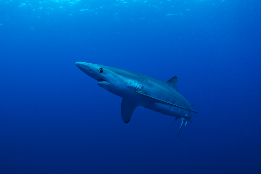 a blue shark in water looking very blue a blue shark in water looking very blue