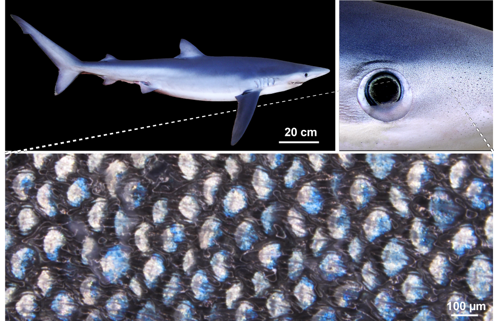 A blue sharks' dazzling dermal denticles. A blue sharks' dazzling dermal denticles.