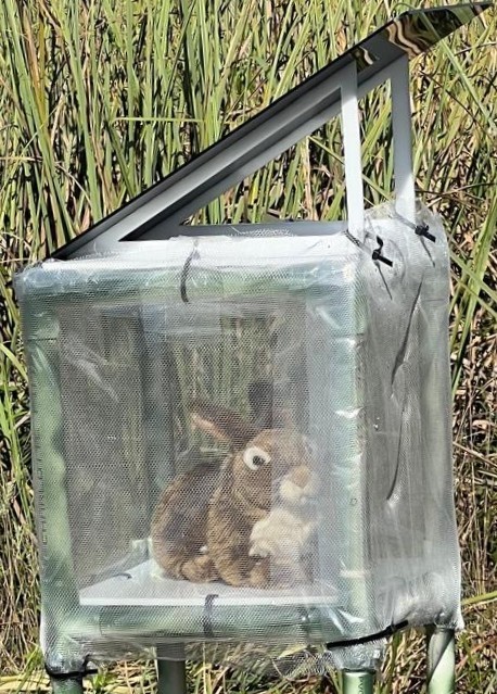 robot bunny sat within a trap designed to entice Burmese pythons