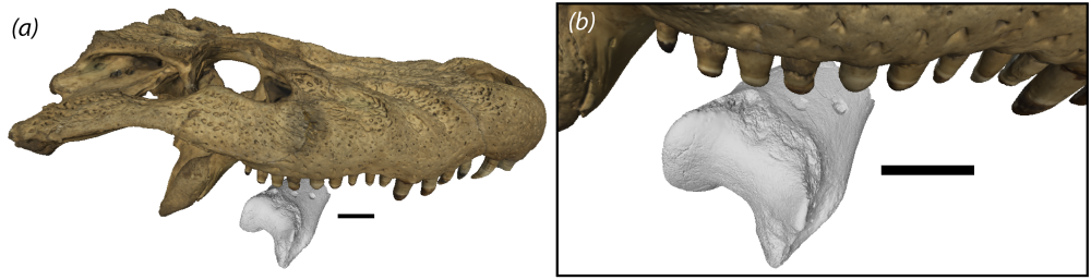 How the jaws of Perussaurus neivensis could allign with the bite in the terror bird's leg.