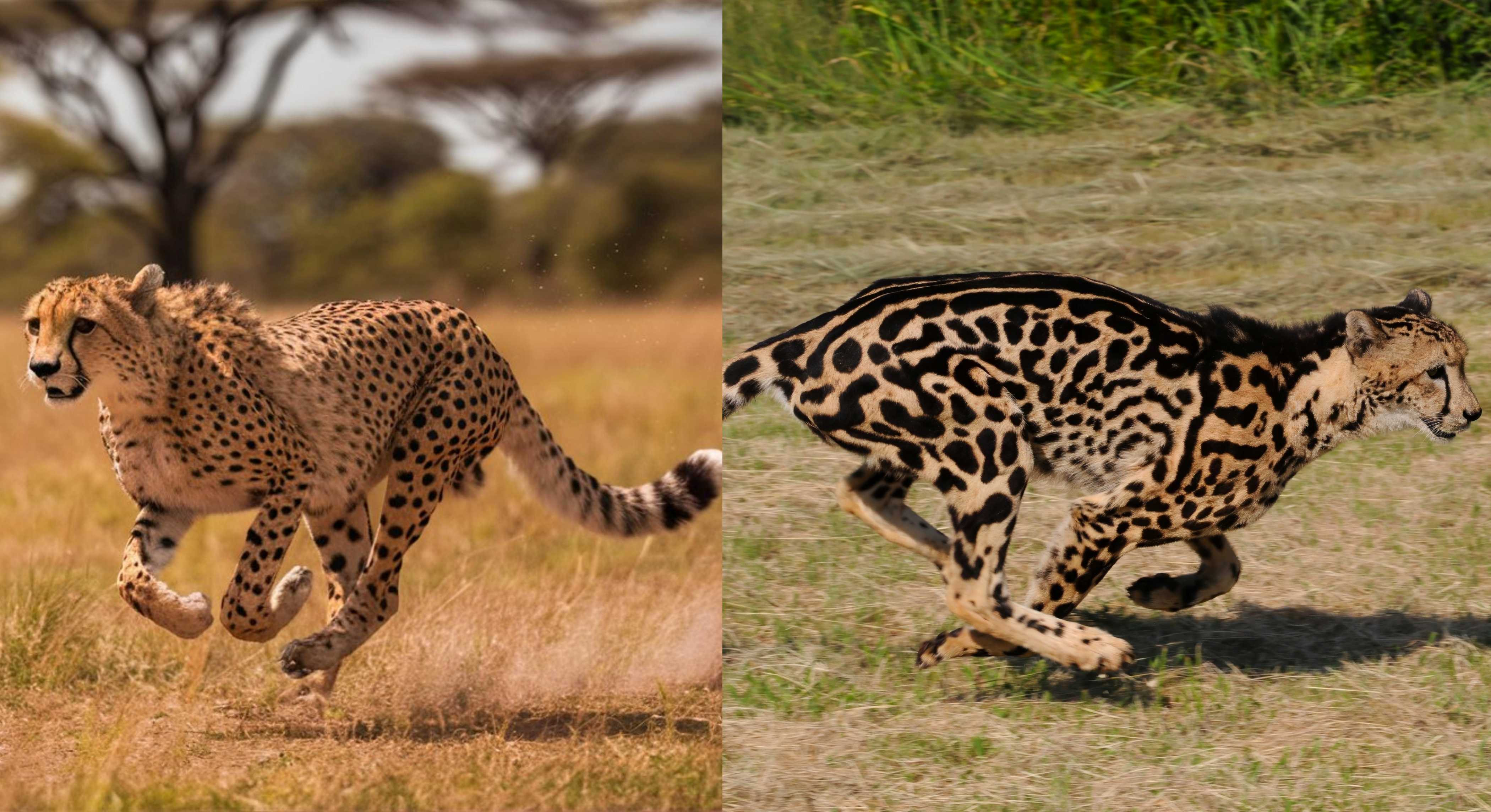 A regular cheetah (left) vs king cheetah (right) running. A regular cheetah (left) vs king cheetah (right) running.