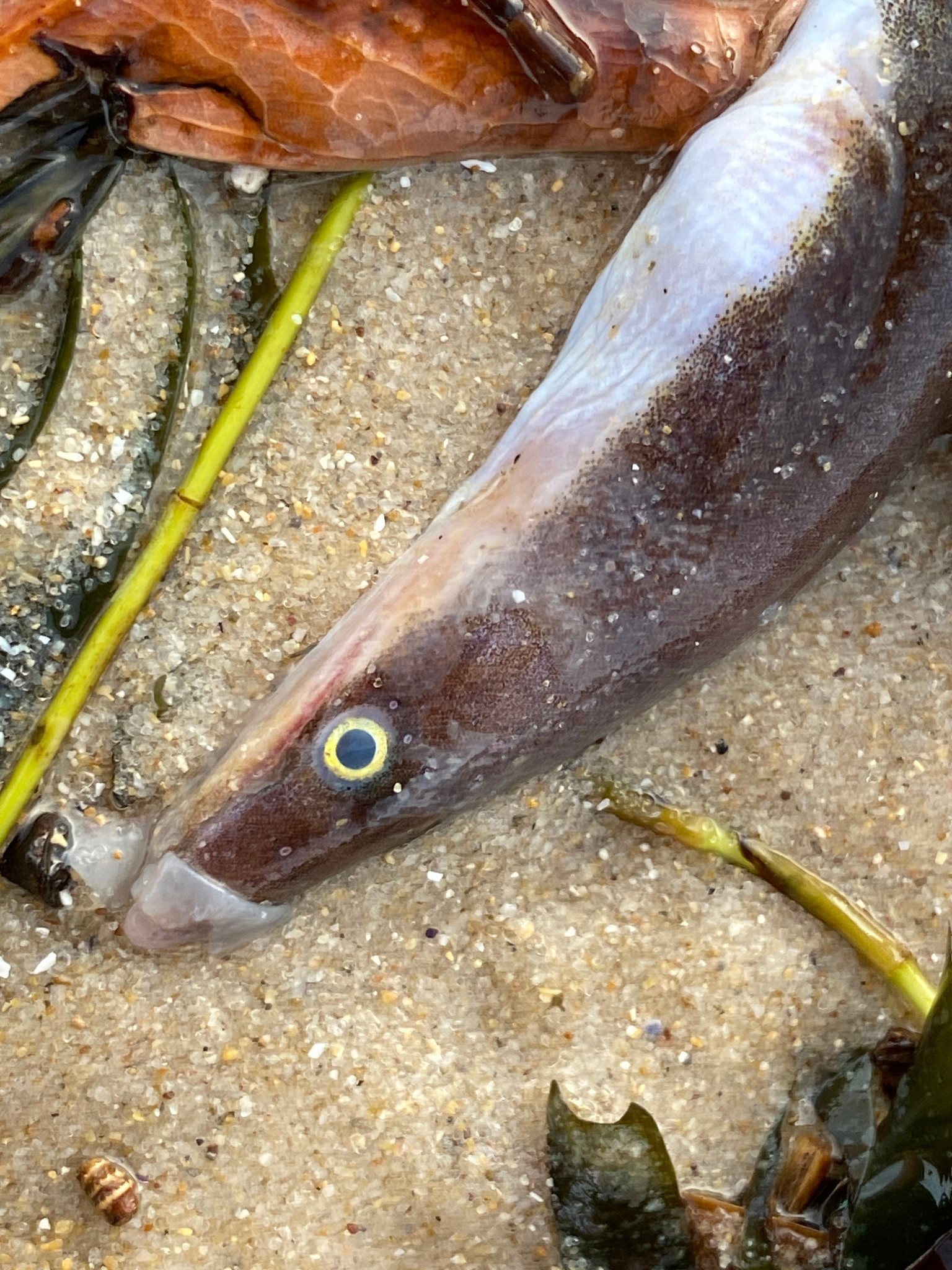 The consequences have reached Adelaide, for example this Longfinned wormeel found on Seacliff Beach The consequences have reached Adelaide, for example this Longfinned wormeel found on Seacliff Beach