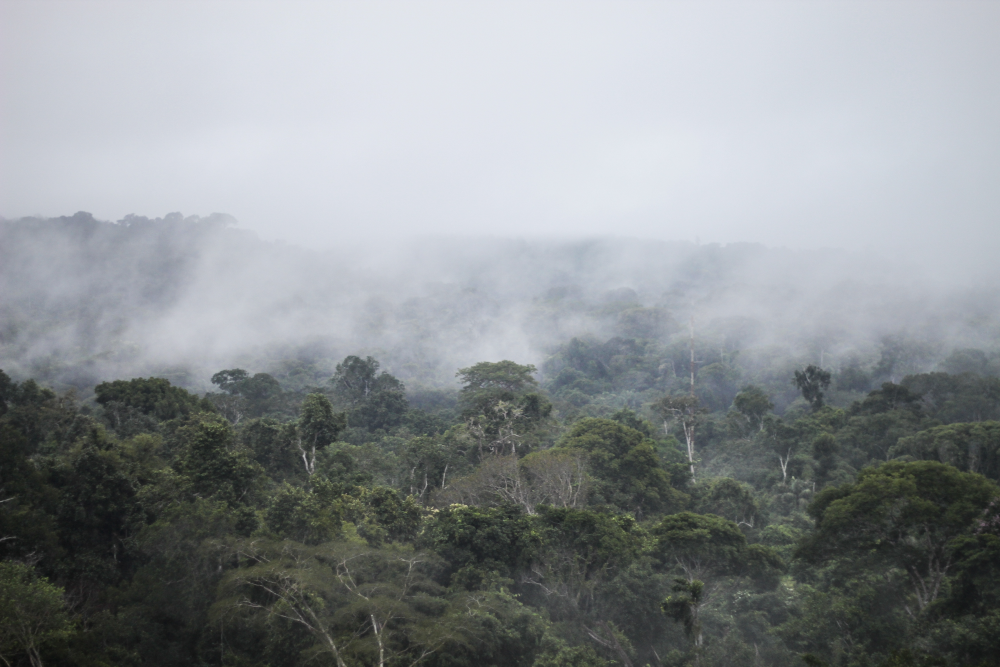 transpiring trees release water vapor that form flying rivers above the amazon transpiring trees release water vapor that form flying rivers above the amazon