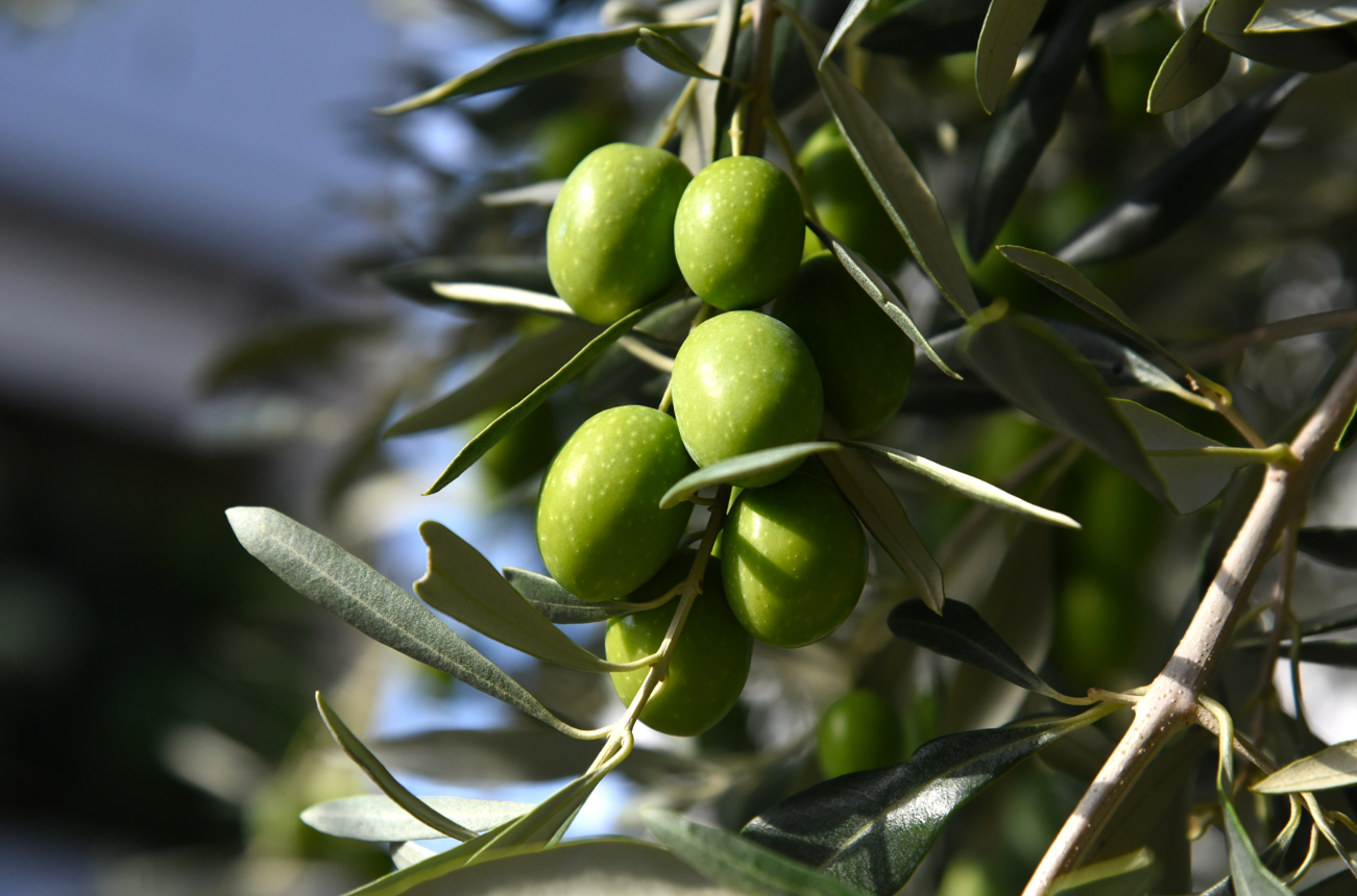 Green, unripen olives hanging on a tree branch. Green, unripen olives hanging on a tree branch.