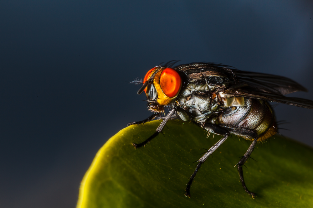 human botfly with big red eyes resting on a leaf human botfly with big red eyes resting on a leaf