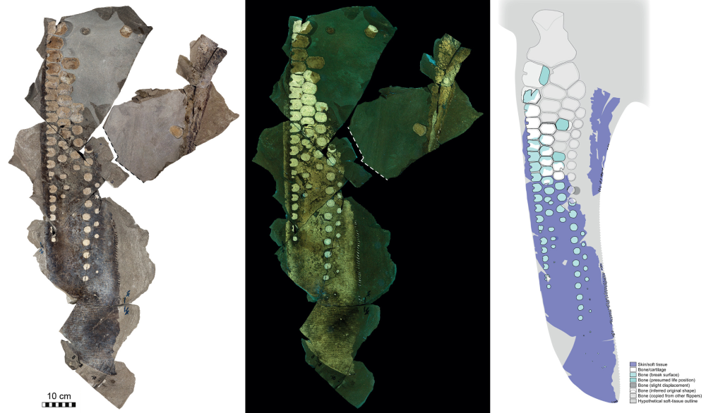 The spectacular 183-million-year-old soft-tissue fossil of an ichthyosaur flipper. The spectacular 183-million-year-old soft-tissue fossil of an ichthyosaur flipper.