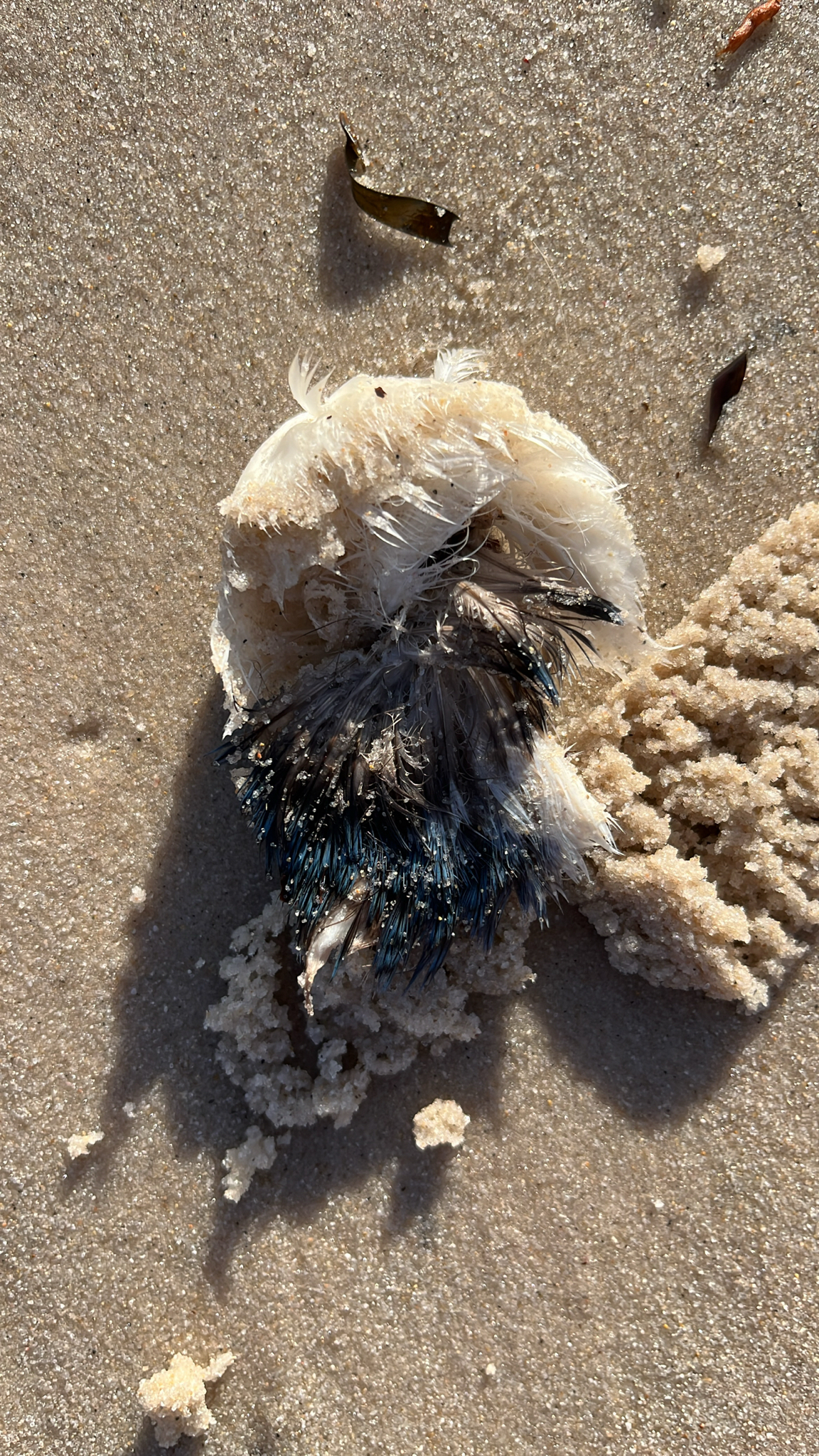Dead fish may not tug at the heart strings, but this little penguin is a different matter, although whether it was directly killed by the algae, or died from lack of food, is unknown. Dead fish may not tug at the heart strings, but this little penguin is a different matter, although whether it was directly killed by the algae, or died from lack of food, is unknown.