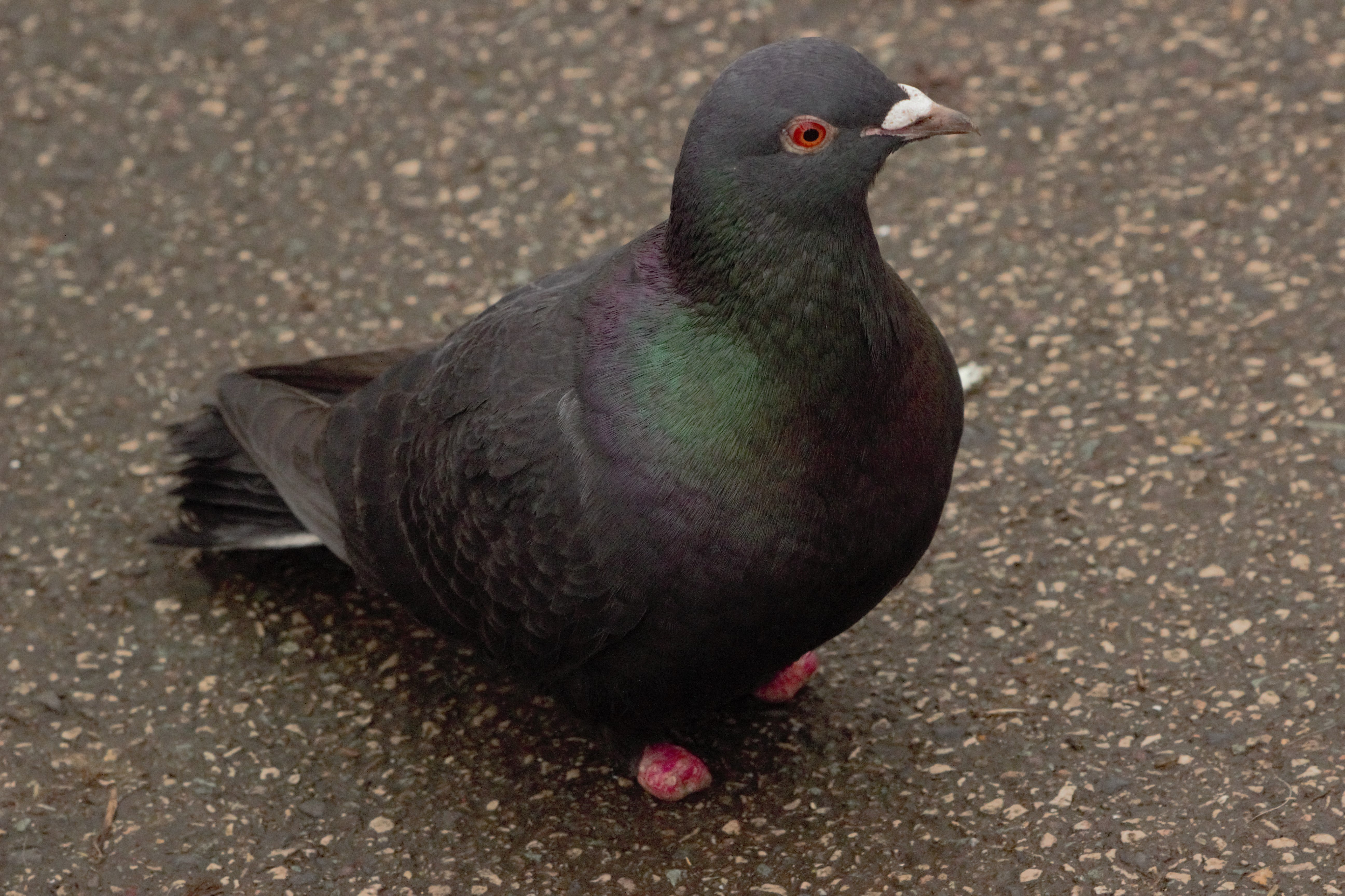 A pigeon with a missing toes. A pigeon with a missing toes.