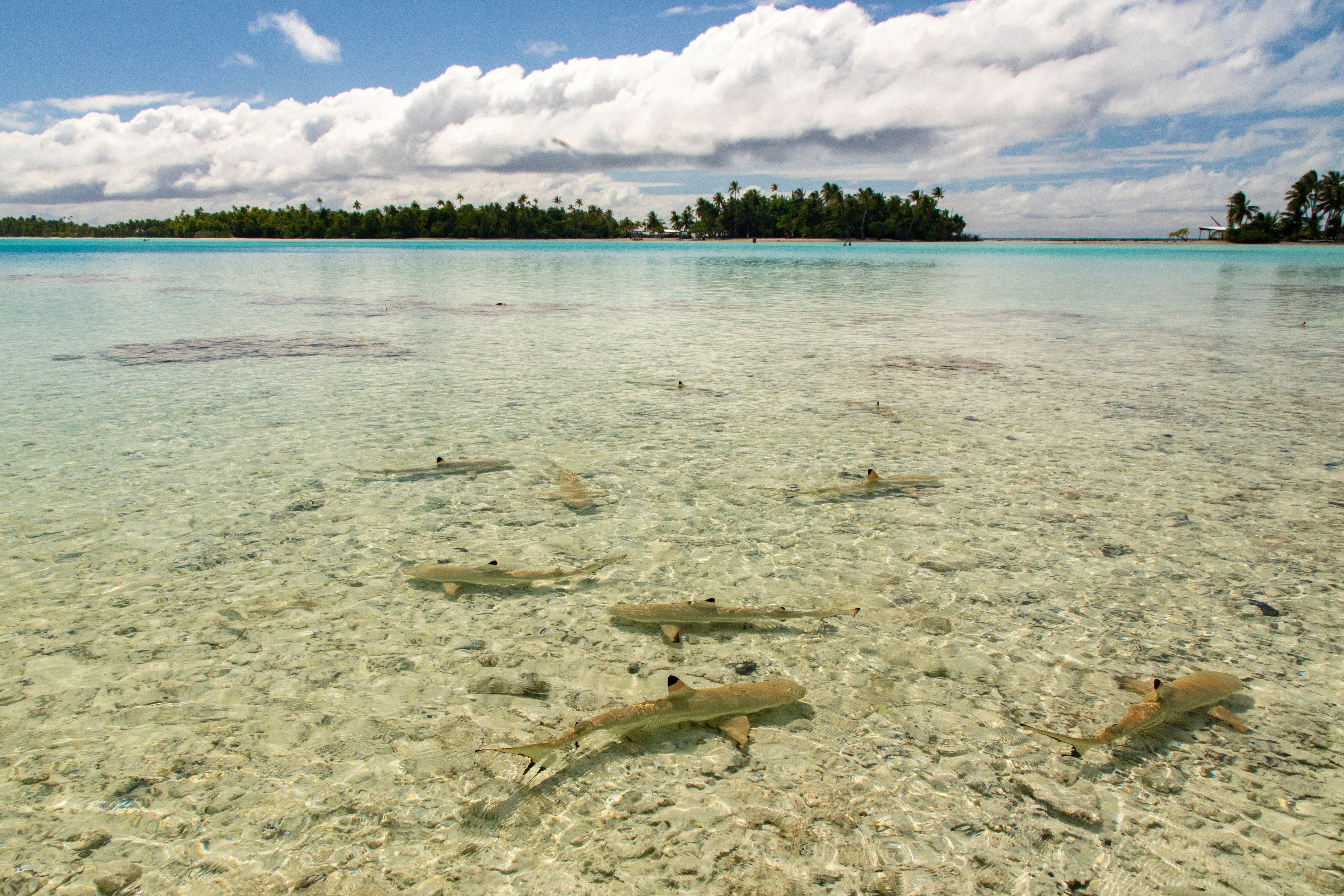 Black-tipped reef shark nursery Black-tipped reef shark nursery