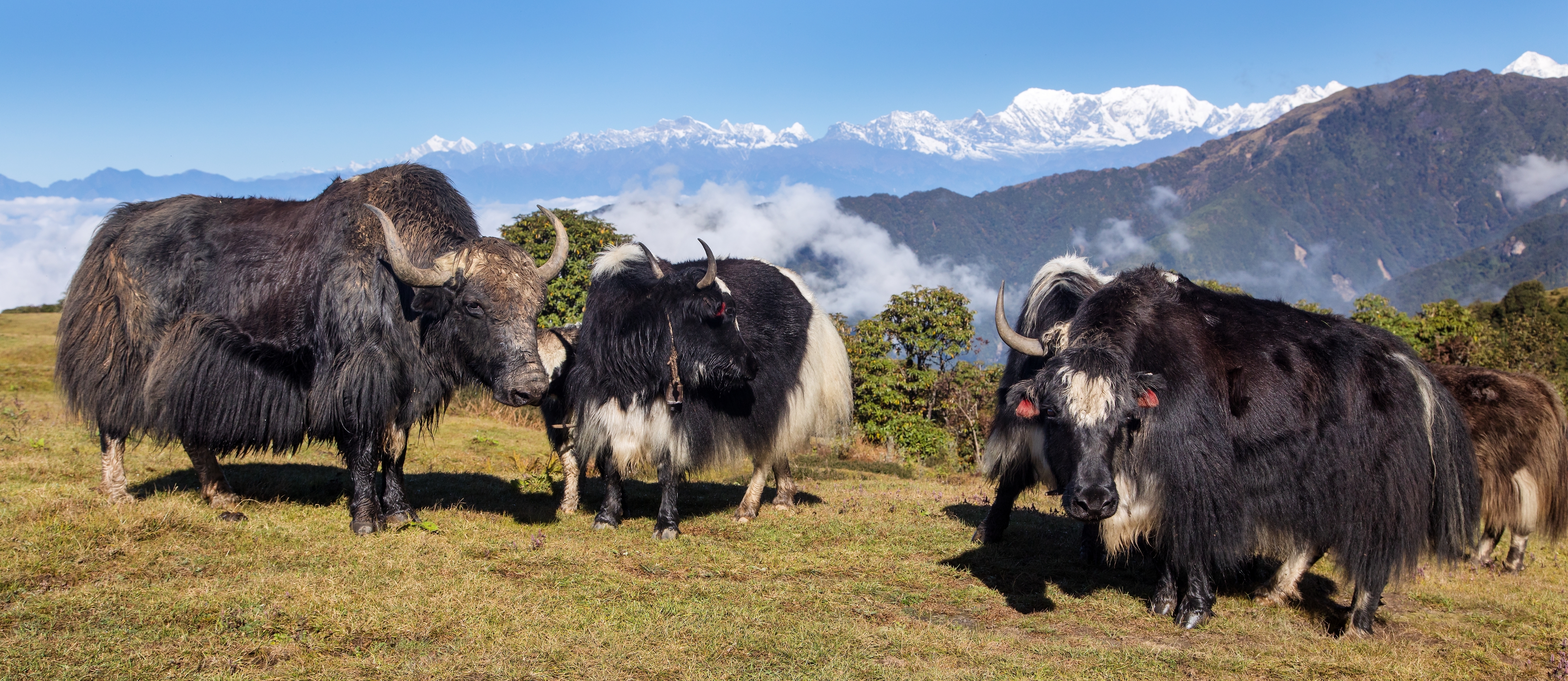 Yak or dzo in Himalayas mountains, yaks herd, beautiful view from the foothills of the Himalayas to the main ridge with the peak of Makalu mountain, Nepal Himalaya mountain Yak or dzo in Himalayas mountains, yaks herd, beautiful view from the foothills of the Himalayas to the main ridge with the peak of Makalu mountain, Nepal Himalaya mountain