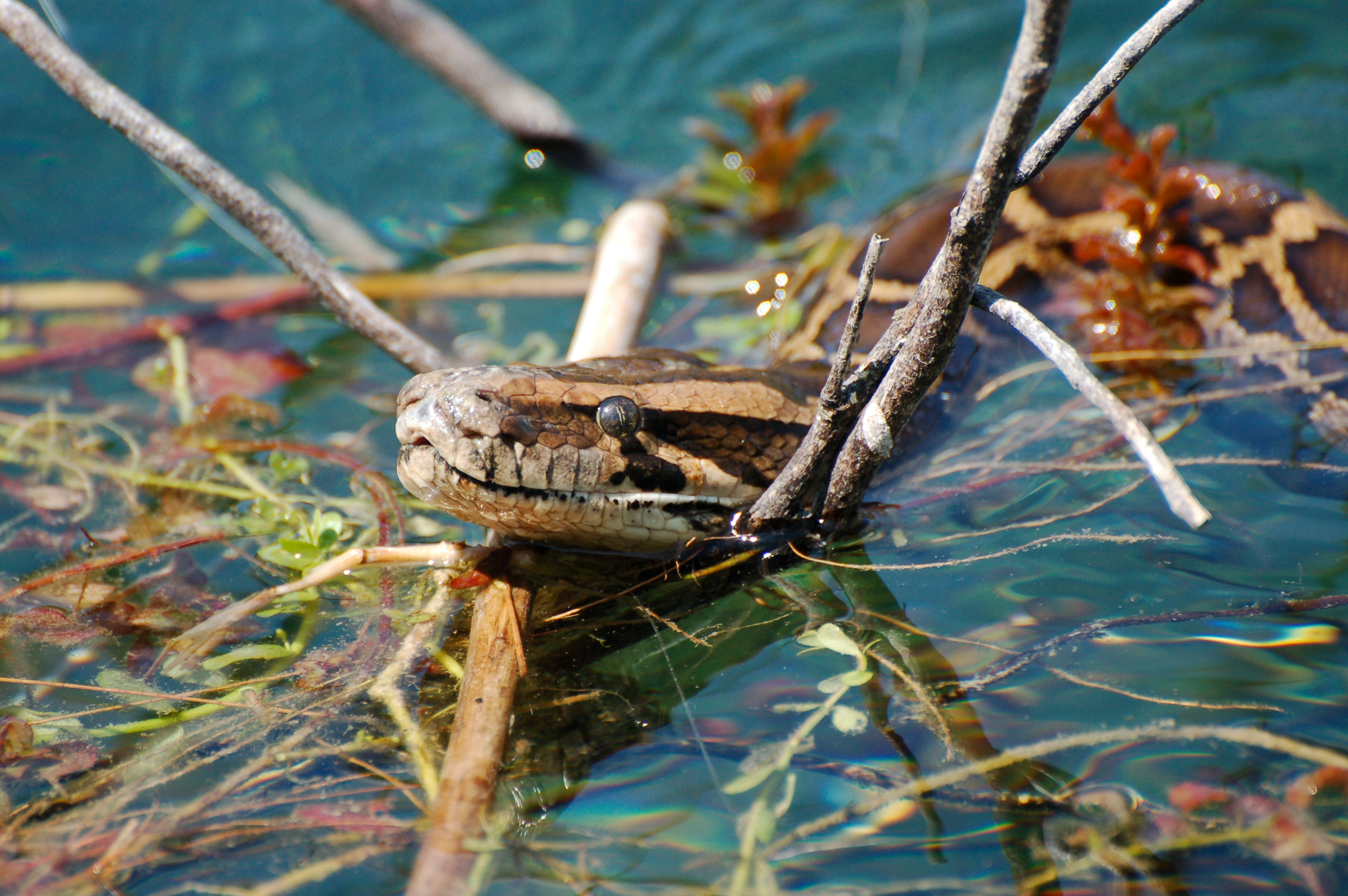 Burmese python in the Florida Everglades, sticking its head out of the water