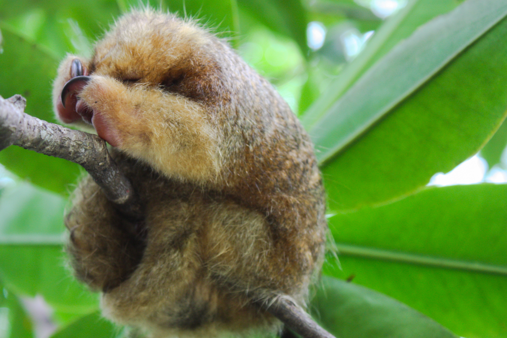 A silky anteater in ball formation. A silky anteater in ball formation.