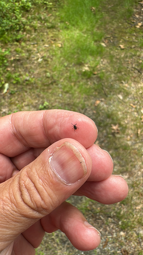 deer tick on someone's finger, showing how small they are deer tick on someone's finger, showing how small they are